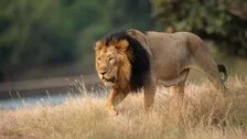 World Lion Day: Last Few Years Saw Steady Increase In India's Lion Population, Says PM Modi
