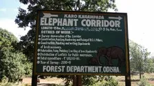 NGT Directs Odisha Govt To Notify 14 Identified Elephant Corridors In State