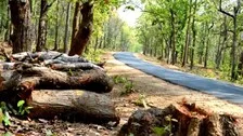 Odisha Suggests Translocation Instead Of Felling Of Trees For Road Construction Works