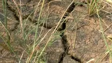 Drought Grips Jajpur, Bhadrak, Keonjhar, 11 Others On The Verge In Odisha