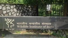 Wildlife Institute Of India Recruitment: Apply For Multiple Vacancies, Check Salary & Other Details