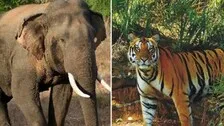Simultaneous Elephant, Tiger Census In Odisha From 2022