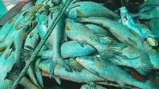 Big Catch: Palghar Fisherman Nets Rs 1.33 Cr Fortune From Arabian Sea