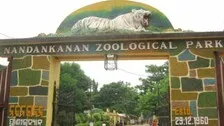 Panic In Nandankanan Zoo As Tiger Escapes Fence, Later Spotted Inside Safari