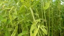 Pest Attack On Jute Cultivation Puts Tangi Farmers In Distress