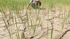 '75% Area In Odisha Witnessing Severely Dry Conditions'
