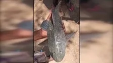 Fishermen Net Rare Catch From Mayurbhanj’s Subarnarekha River