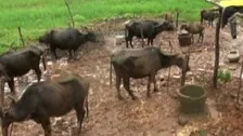 Odisha’s Manda Buffalo Gets National Recognition, Now A Registered Breed