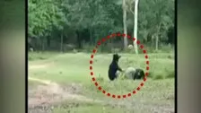 Watch: Video Of Wild Bears Frolicking With Football In Odisha Forest Is Pure Joy