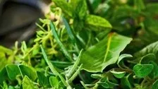 PM Modi Praises Odisha's Patayat Sahu For Creating Medicinal Plant Garden
