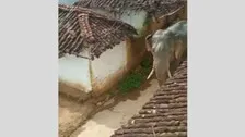 Incidents Of Elephant Scare Witnessed In Several Parts Of Odisha