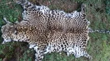 Leopard Skin Seized In Odisha’s Kandhamal, One Held