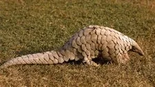 Wildlife Smuggling: Odisha Police STF Rescues Pangolin, Arrests 2 Persons From Khordha