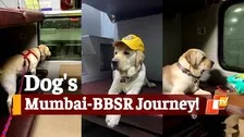 Endearing Video Documents Dog's Train Journey From Mumbai To Bhubaneswar!