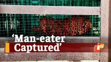 Man-Eater Leopard Caught By Forest Officials At Nabarangpur