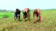 Drought, Deluge And Now Pest Attack: Triple Danger Stalks Rabi Crop In Odisha's Jajpur