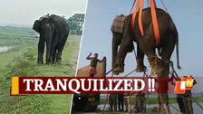 Watch: Wild Elephant Lifted By Crane In Odisha’s Kendrapara During Rescue Op