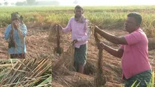 Chakada Pest Menace Rings Alarm Bells For Bhadrak Farmers