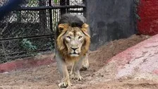 Eight Lions In Hyderabad Zoo Test COVID-19 Positive