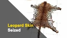 Odisha Crime Branch STF Seizes Leopard Skin, 2 Arrested