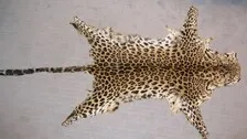 Odisha: Leopard Skin Seized In Nayagarh, 2 Held