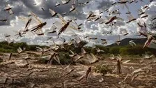 Locust Warning Sounded In Odisha
