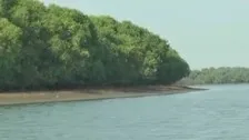 Mangroves, Odisha's Shield Against Nature's Fury Now At The Mercy Of Prawn Mafia