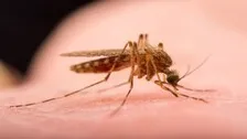 Mosquito saliva can affect immune system for a week