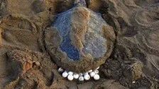 Odisha: Olive Ridley Turtles Arrive At Gahirmatha Beach For Mass Nesting