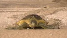 Olive Ridley Turtles' Nesting Faces Sea Erosion Risk In Odisha
