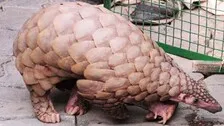 Odisha: Pangolin Sent For Covid-19 Test After Captor Found Positive