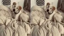 From Jhansi Streets To Pennsylvania Home: Stray & Blind Dog's Remarkable Turn Of Fate