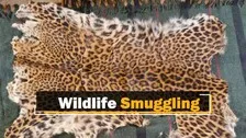 2 Persons Arrested With Leopard Skin In Odisha’s Deogarh