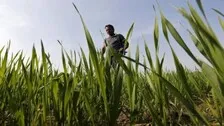Over 70% Indian Agri-Households Possess A Hectare Or Less Land
