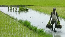 Cultivation Takes A Hit Due To Fertiliser Scarcity During Peak Farming Period In Odisha