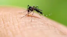 50 More Dengue Cases Detected In Bhubaneswar  