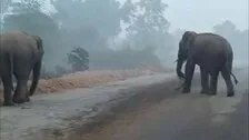 Human-Elephant Conflict: 301 Elephants, 1401 Humans Died In Last 3 Years