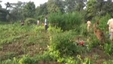 Odisha: Ganja Cultivation Worth Rs 80 Lakh Destroyed In Boudh