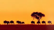 First-Ever Global Initiative To Map Mammal Migrations