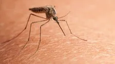 Mosquitoes may remember smells of hosts: Study
