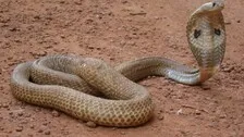 Man Bites Snake, Kills The Serpent In Odisha