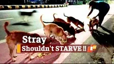 Odisha Govt Asks ULBs To Feed Stray Animals During Lockdown