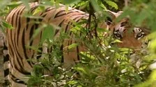 With Tiger Count At 28 In 2018, Fresh Big Cat Census Begins In Odisha