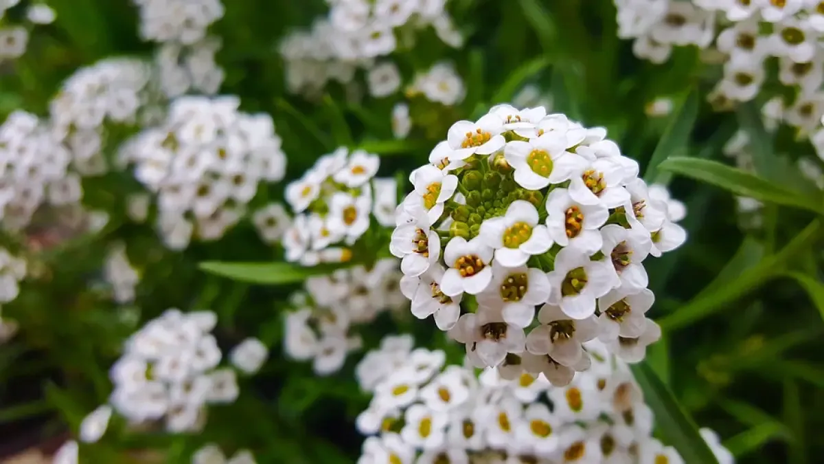 Alyssum