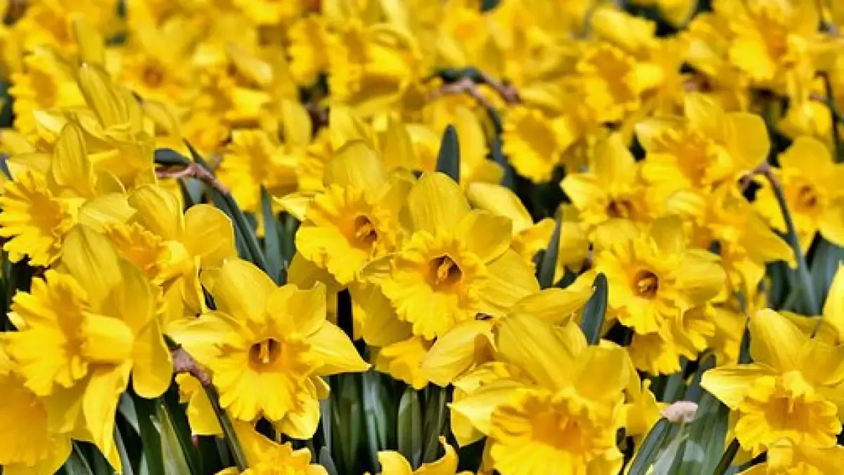 Daffodils