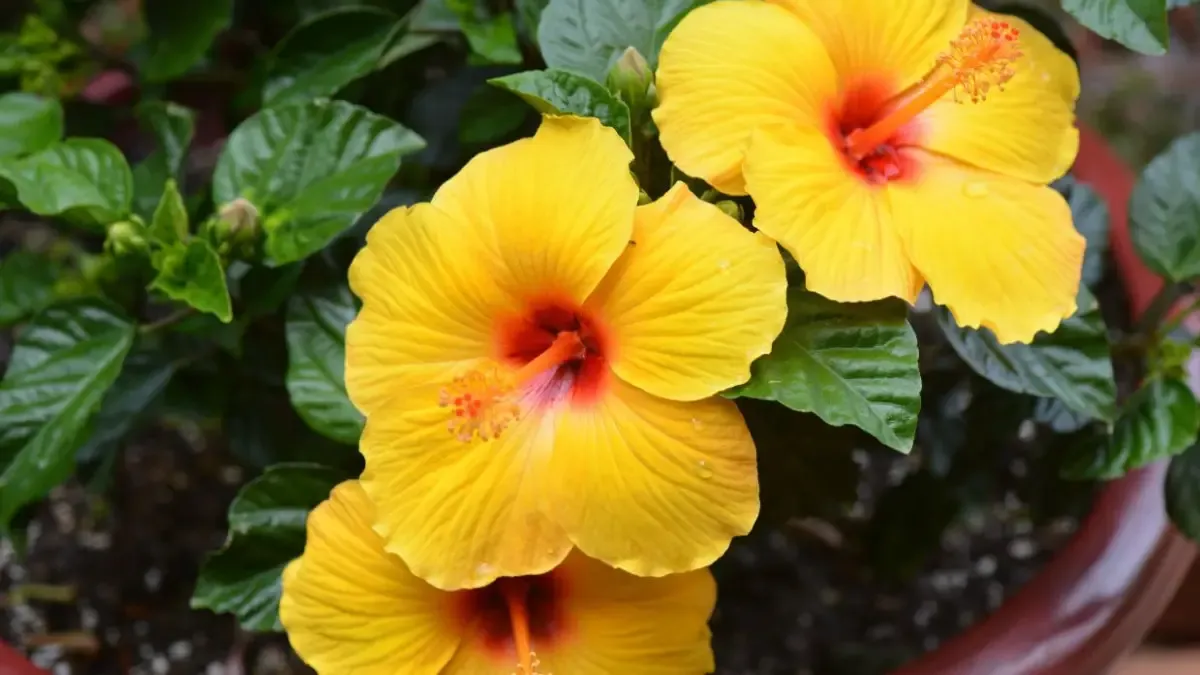 Hibiscus