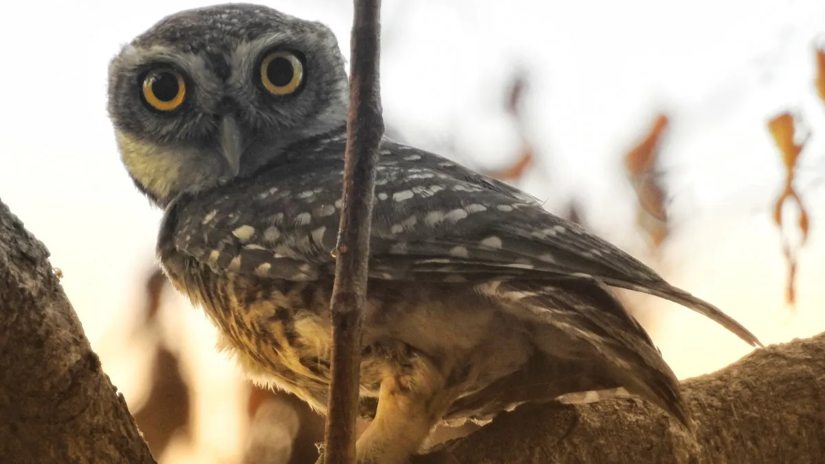 Forest Spotted Owlet
