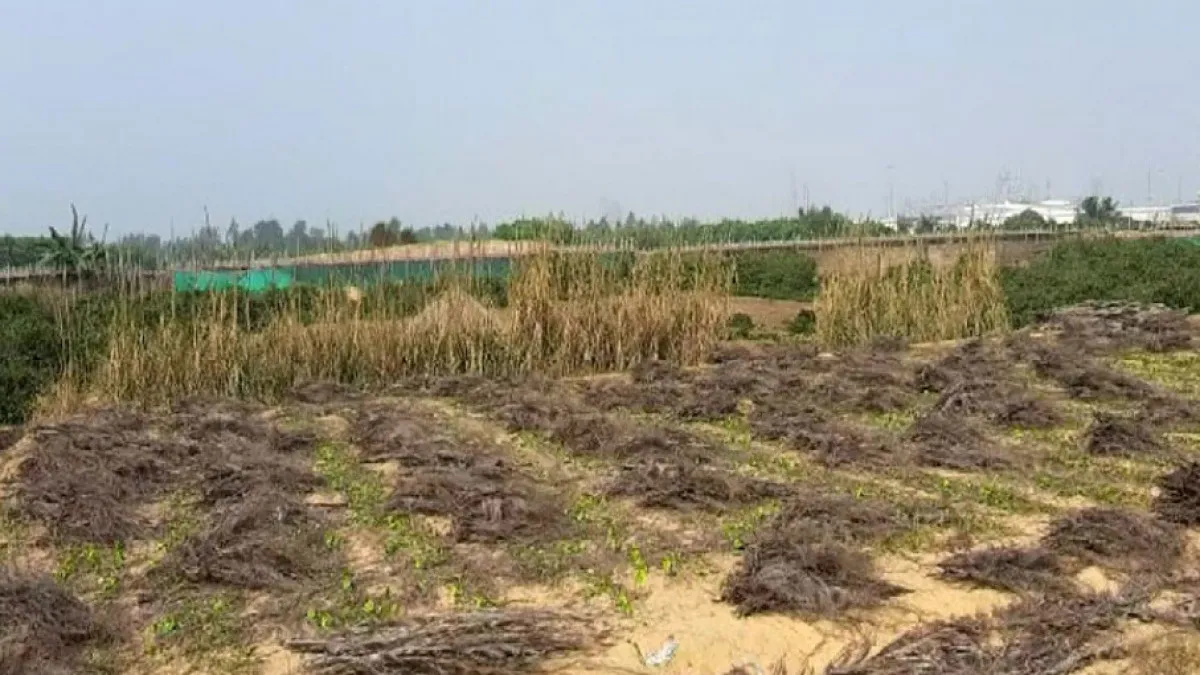 Demolished Betel Vines In Dhinkia