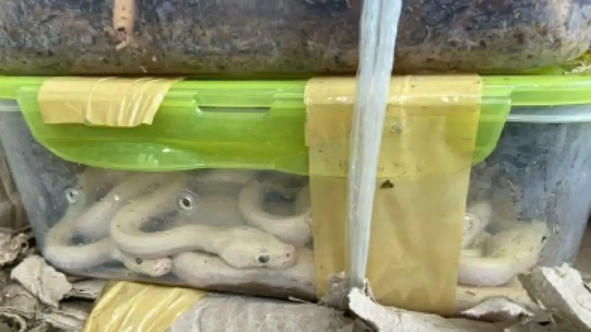 468 exotic animals seized in Mizoram, 5 held