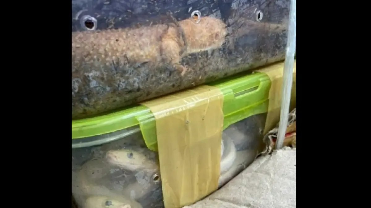 468 exotic animals seized in Mizoram, 5 held